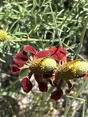 Ratibida columnifera