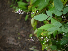 Sohmaea laxiflora