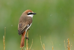 Lanius phoenicuroides