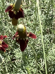 Ratibida columnifera