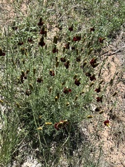 Ratibida columnifera