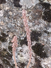 Umbilicus rupestris