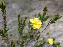 Hibbertia devitata