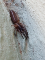 Ariadna