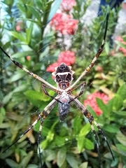 Argiope argentata
