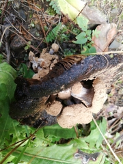 Asterophora lycoperdoides