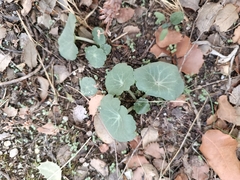 Umbilicus rupestris