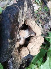 Asterophora lycoperdoides