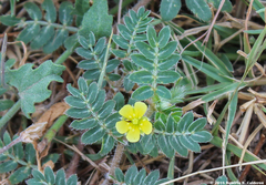 Tribulus terrestris