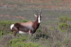 Damaliscus pygargus pygargus