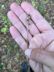 Carex leersii