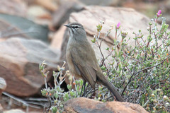 Cercotrichas coryphoeus