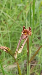 Diuris orientis