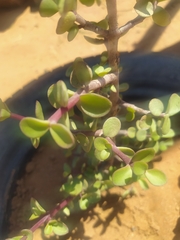 Portulacaria