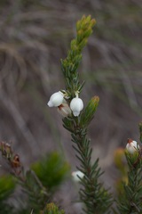 Erica grisbrookii
