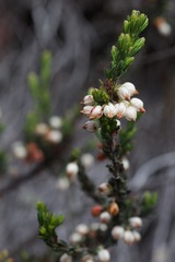 Erica grisbrookii