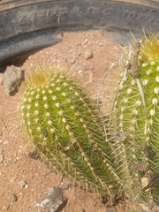 Trichocereeae