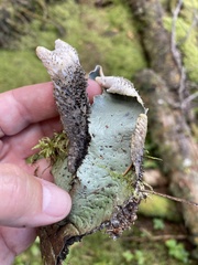 Peltigera leucophlebia