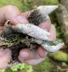 Peltigera leucophlebia