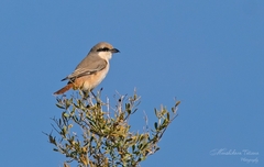 Lanius isabellinus