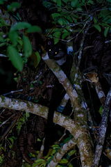 Arctogalidia trivirgata