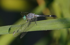 Micrathyria aequalis