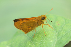 Oriens augustula