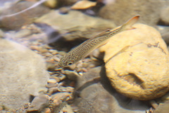 Kuhlia marginata