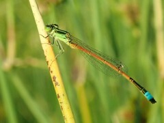 Ischnura aurora