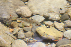 Kuhlia marginata