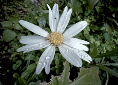 Leucanthemum maximum
