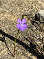 Isotoma hypocrateriformis