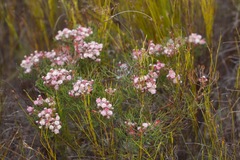 Serruria fasciflora