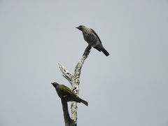 Sphecotheres vieilloti