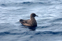 Stercorarius antarcticus