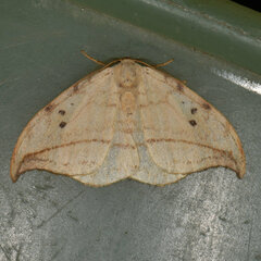 Drepana arcuata