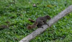 Callosciurus notatus