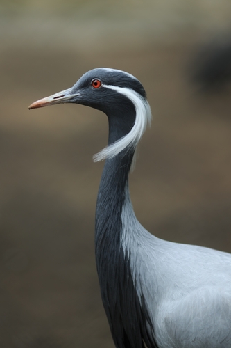 Demoiselle Crane