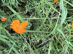 Eschscholzia californica