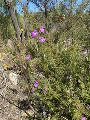 Hemiandra glabra