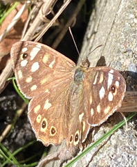 Pararge aegeria