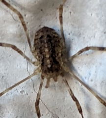 Opilio saxatilis