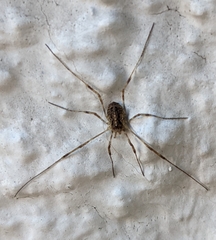 Opilio saxatilis