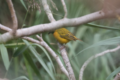 Ploceus melanocephalus