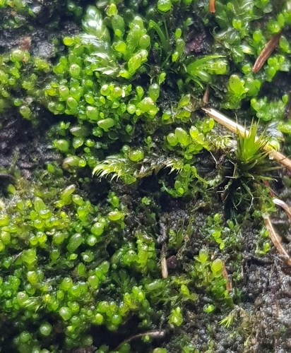Image of Gymnocolea inflata by (c) Helen Waterman, some rights reserved (CC BY)