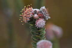 Leucospermum truncatulum