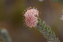 Leucospermum truncatulum
