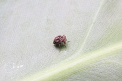 Exechesops leucopis