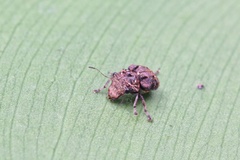 Exechesops leucopis