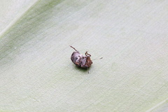 Exechesops leucopis